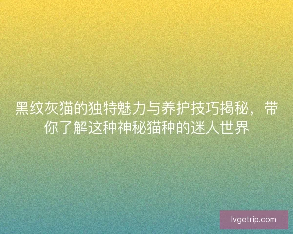 黑纹灰猫的独特魅力与养护技巧揭秘，带你了解这种神秘猫种的迷人世界